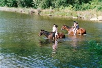 plavení koní