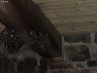 Týnec nad Sázavou - Věž - kolonie netopýra velkého