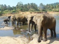 Sloni v řece Ma Oya
