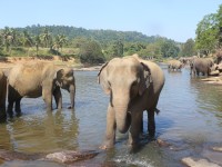 Zábavný pohled na koupání slonů