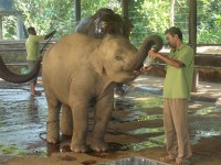 Sloní sirotčinec Pinnewale Srí Lanka