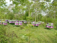 Včelí úly v nedalekém okolí