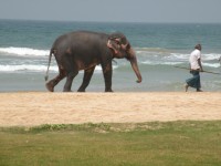 Srí Lanka je ostrovem slonů