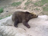 Medvěd hnědý - Brtník