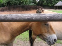 Slatiňany – chov koně Převalského