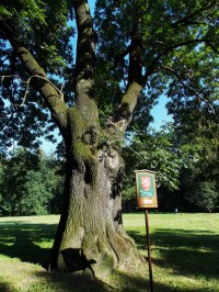 Památný strom v zámeckém parku B. Němcové ve městě Karviná