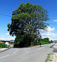 Památný strom Lípa srdčitá ve Zlechově