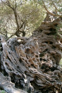 starý olivovníkcestou na Milos