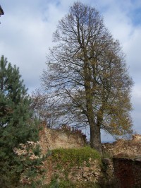 Sádecká lípa - strom roku 2006