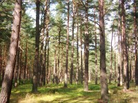 Typický les na trase