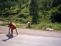 Setkání na silnici v horách Bosny