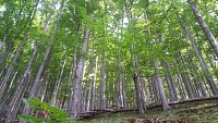 mladý bukový les, jediný, který přežije současnou kůrovcovou kalamitu
