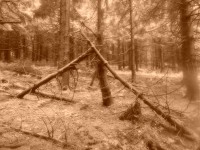 pralesovitý charakter lesa pod Tanečnicí