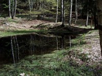lesní rybníček Černá tůňka
