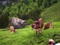 Pohled na krávy