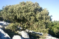 Osamělá oliva