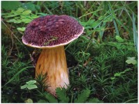 Kolem turistické stezky