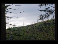 Jeseníky po vichřici