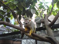 volně běhající opice v tropickém pavilonu