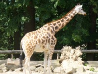 Žirafí výběh