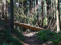 Lesní polomy cestou na Bobek