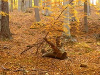 Podzimní přírodou v okolí Hukvald
