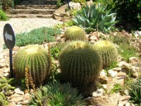 Kaktusy obřích rozměrů