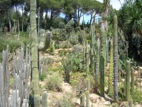 Kaktusový ráj