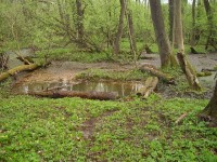 studánka 