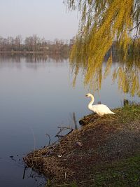 Chladné dubnové ráno u rybníka Petr Bezruč