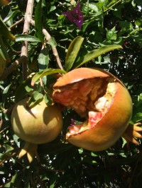 všude rostoucí granátová jablka