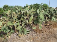 Volně rostoucí kaktusy