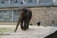 pavilon slonů - právě probíhá sbírka na jeho rekonstrukci