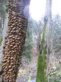 Stromová houba V Dešné u potoka, po cestě na Beňadín