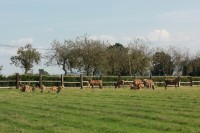 Jelenní výběh u Habrů