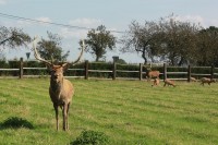 Jelenní výběh u Habrů