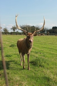 Jelenní výběh u Habrů