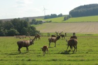 Jelenní výběh u Habrů