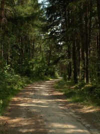 Písčitá cesta lesem z Rudky do Nýrovic