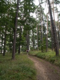 Cesta borovým lesem nad Ořešínem
