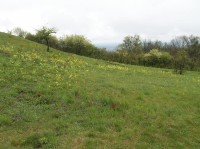 Petrklíče na Stolové hoře: Na Stolové hoře roste velké množství květin - a petrklíčů je v květnu možné vidět celá pole.
