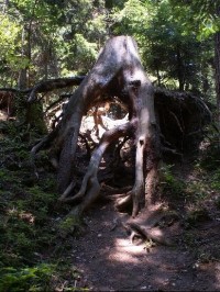Vykotlaný pařez u Bezručova reliéfu: Obrovský pozůstatek po stromě nad Bezručovým reliéfem. Mezi kořeny může prolézt dospělý člověk. 