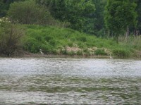 Rybník Bažantula - Volavky Popelavé