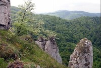 Kvetoucí jeřáb muk: skály s typickým jeřábem mukem