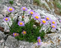hvězdnice alpská: kvetouci rostlina na skále