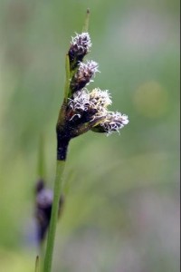 suchopýr širokolistý: kvetoucí rostlina