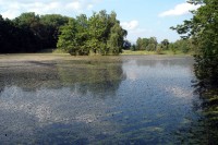 Rybník za Třemeškem - klasický "žabák"