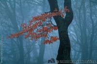 Dvorský les - Rýchory - bukové listí