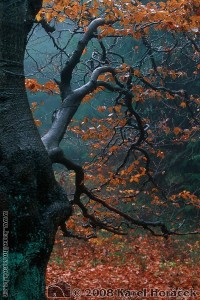 Dvorský les - Rýchory - buková větev