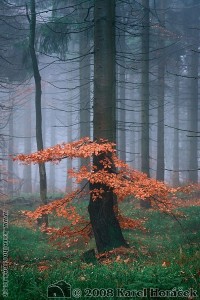Dvorský les - Rýchory - buková sukýnka